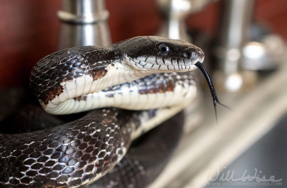 Eastern Black Rat Snake flicking forked tongue coiled in kitchen sink inside home Picture