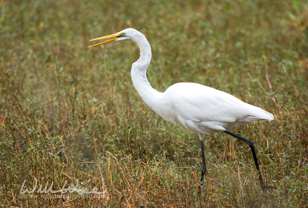 Great Egret heron in a marsh pond in Georgia Picture