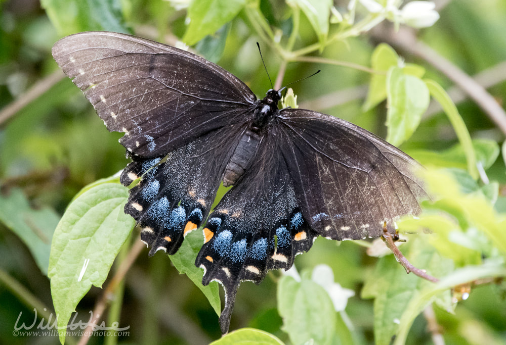 Female Dark Morph Eastern Tiger Swallowtail Butterfly Picture