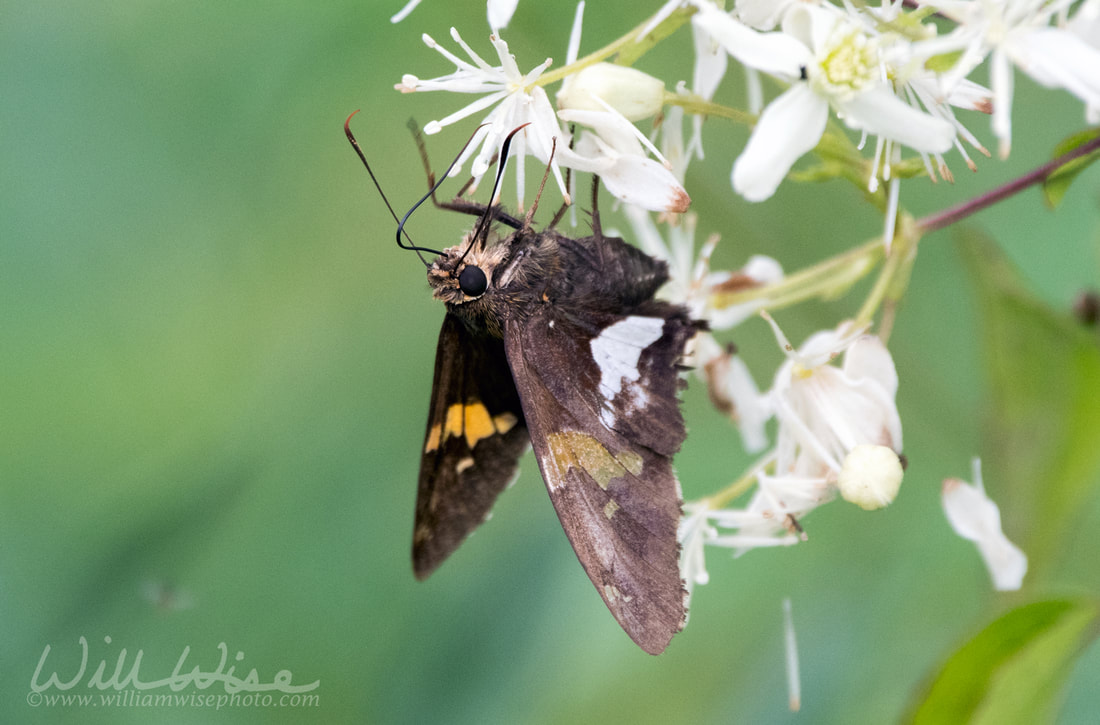 Silver Spotted Skipper Butterfly Picture