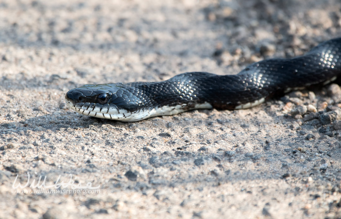 Black Eastern Ratsnake crawling across the road Picture