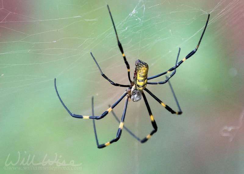 Large Female Joro Spider dorsal view in a web Picture