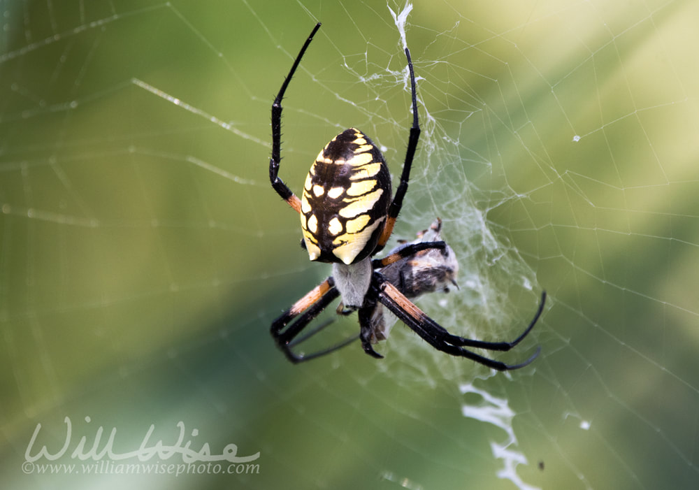 Yellow Garden Spider spinning prey in a web Picture