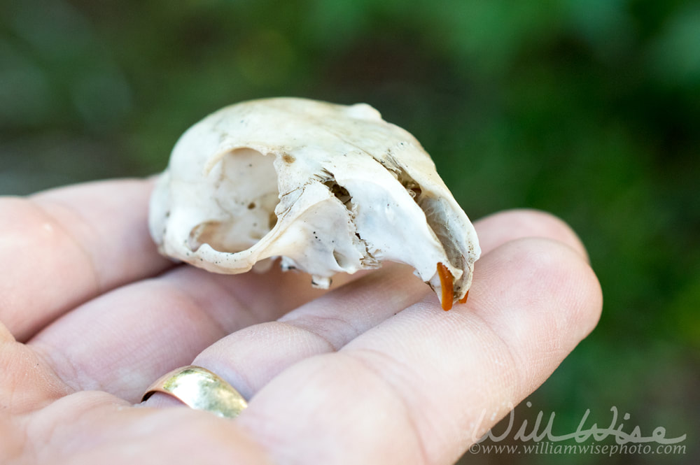 Eastern Gray Squirrel skull held in palm of a hand Picture