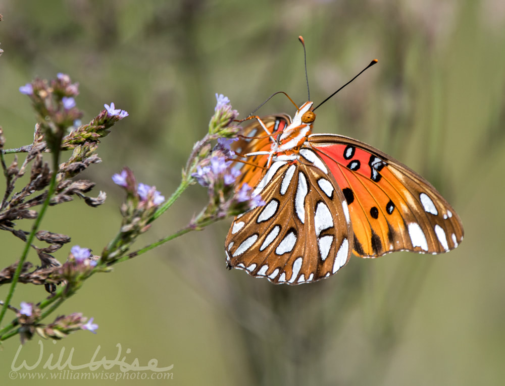 Beautiful black orange and white Gulf Fritillary Butterfly wings Picture