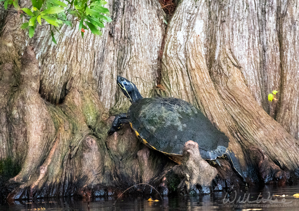River Cooter Turtle basking on Cypress butress. Greenfield Lake Park, Wilmington NC Picture