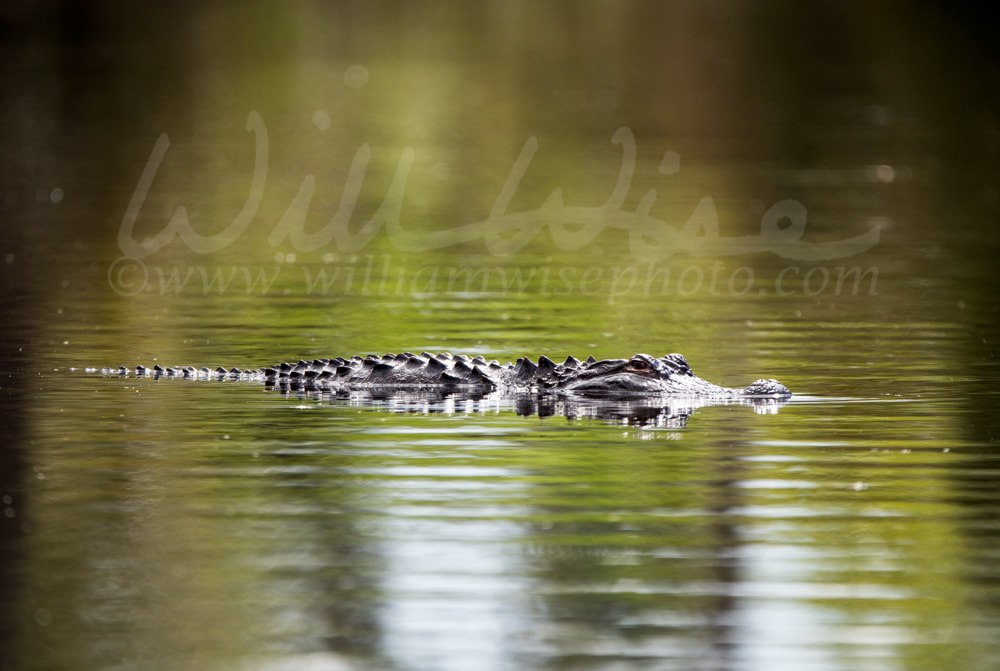 American Alligator swimming in Greenfield Lake Park, Wilmington NC Picture