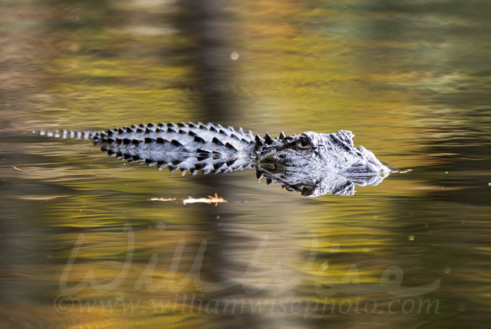 American Alligator swimming in Greenfield Lake Park, Wilmington NC Picture