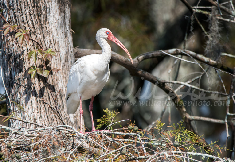 White Ibis perched in a cypress tree in Greenfield Lake Park, Wilmington NC Picture
