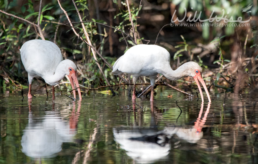 White Ibis feeding in Greenfield Lake Park, Wilmington NC Picture