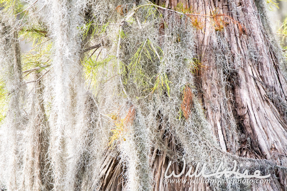 Spanish Moss curtains hanging on Cypress tree buttress in the Okefenokee Swamp Georgia Picture