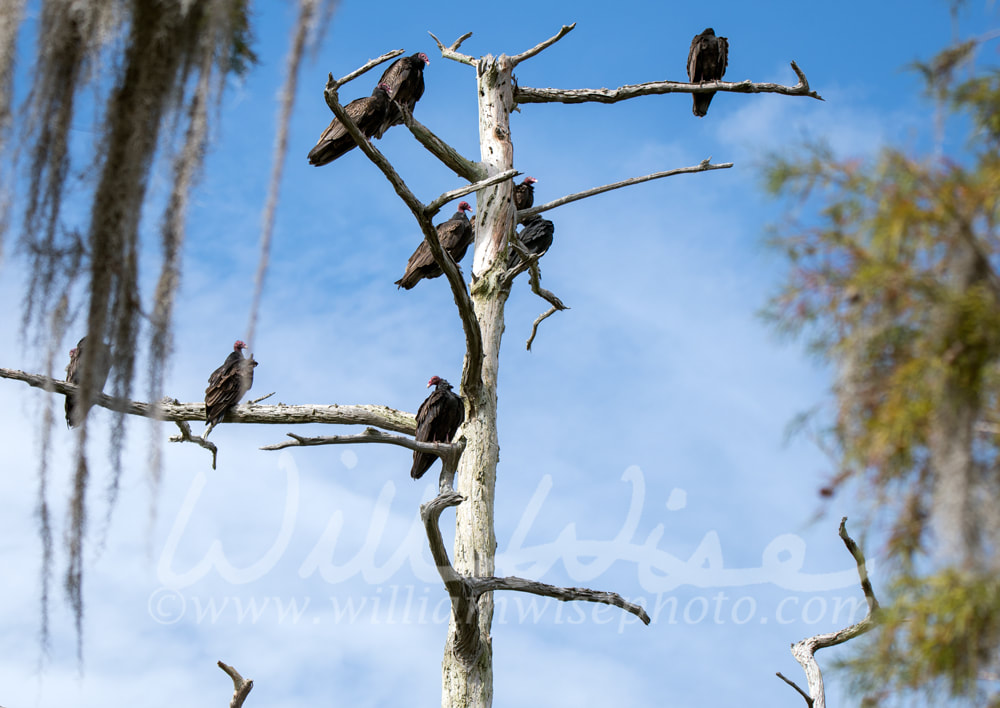 Turkey Vulture roost in dead cypress tree and Spanish Moss in swamp Picture