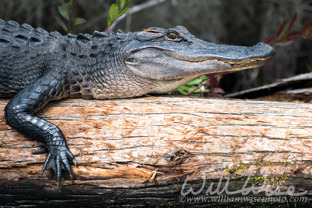 American Alligator laying on a log in dark Okefenokee Swamp Picture
