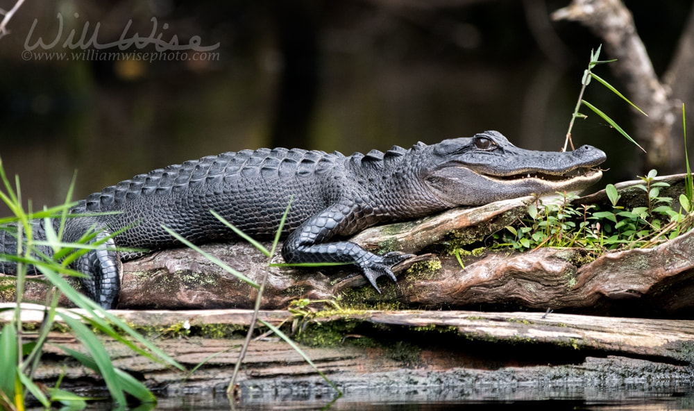 American Alligator laying on a log in a dark swamp showing teeth Picture