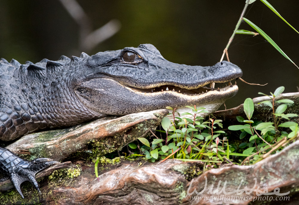 Close up portrait of an American Alligator laying on a log in a dark swamp showing teeth Picture