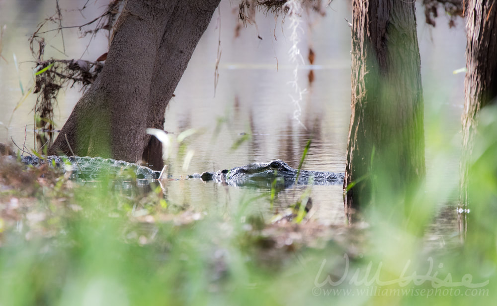 American Alligator hiding in the swamp on a foggy morning Picture
