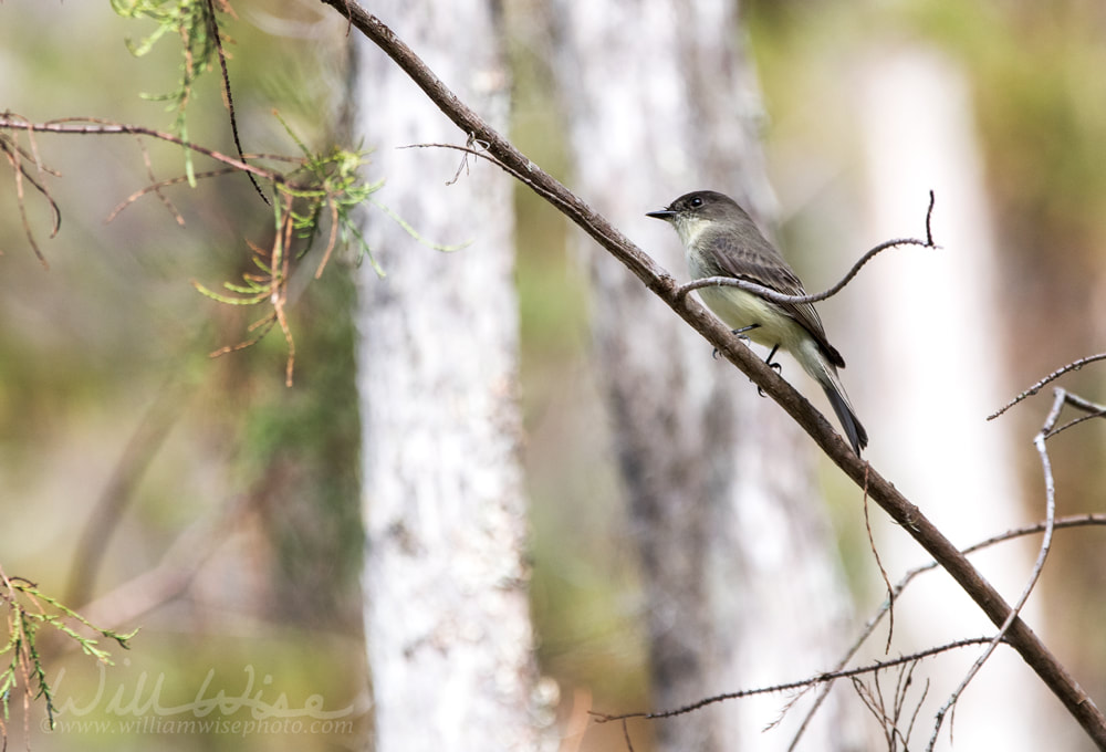 Eastern Phoebe songbird perched in a cypress swamp Picture