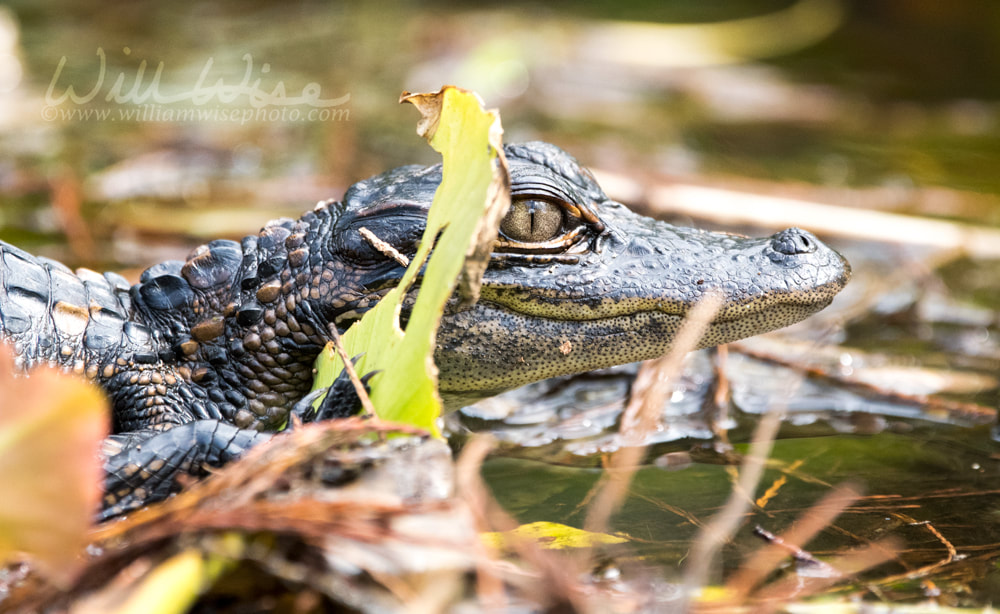 Juvenile baby American Alligator profile close up Picture