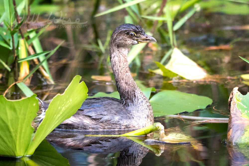 Pied billed Grebe swimming in bonnet lily pad swamp Picture