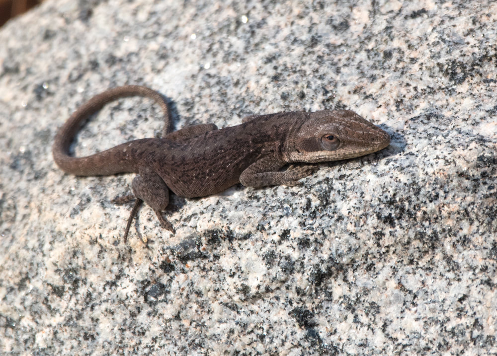 Green Anole lizard in brown color while basking on a rock on a cold day Picture