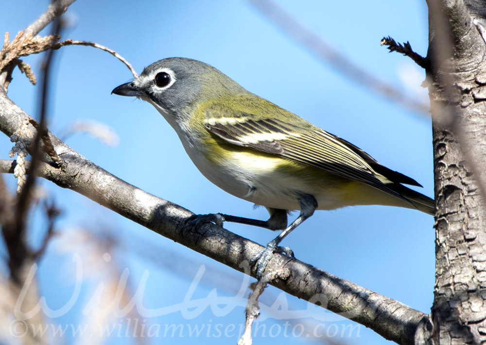Pretty Blue Headed Vireo song bird perched on a branch with blue sky background Picture