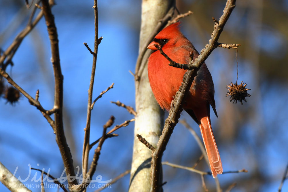 Red male Northern Cardinal bird perched in Sweetgum Tree in winter in Georgia USA Picture