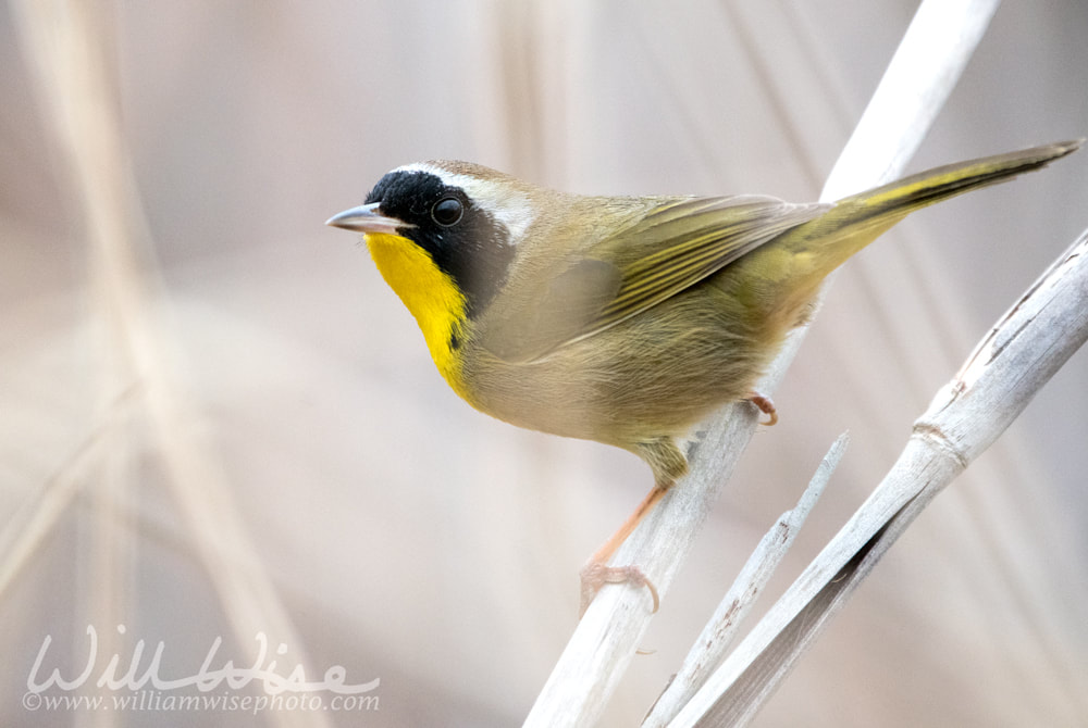 Male Common Yellowthroat songbird warbler birding Picture