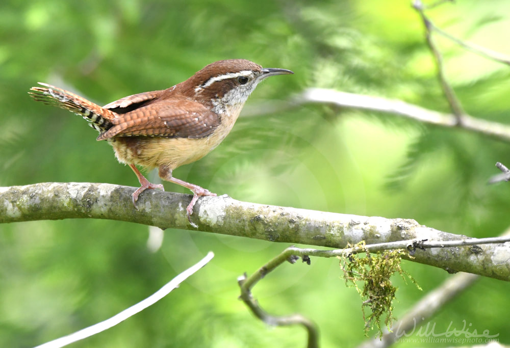 Carolina Wren songbird in a tree at Phinizy Swamp, Georgia Picture