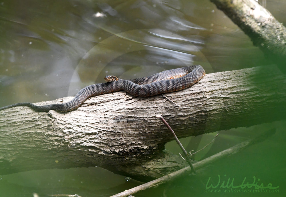 Nerodia Banded Watersnake on log over water at Phinizy Swamp Nature Park, Georgia Picture