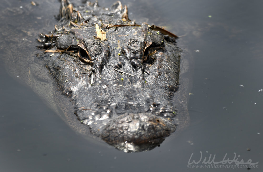 Close up of Alligator at Phinizy Swamp Nature Park, Georgia Picture