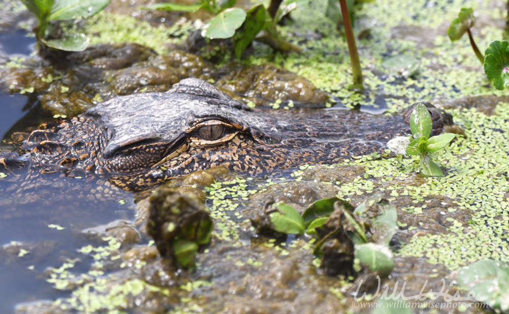 Close up of juvenile Alligator at Phinizy Swamp Nature Park, Georgia Picture