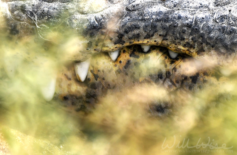 Close up of Alligator teeth at Phinizy Swamp Nature Park, Georgia Picture