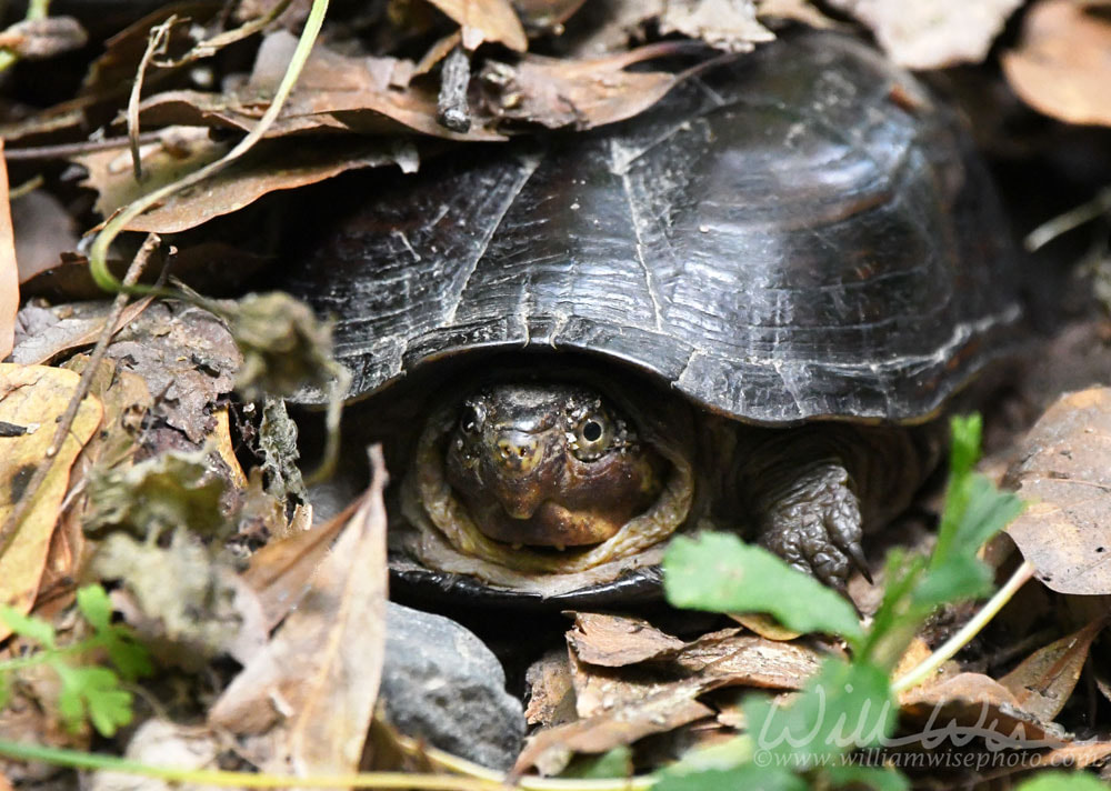Eastern Mud Turtle laying eggs in leaves on hiking trail at Phinizy Swamp Nature Park, Georgia Picture