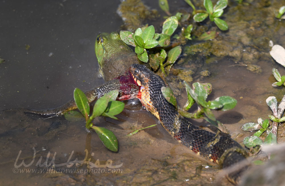 Banded Watersnake eating large green American Bullfrog Picture