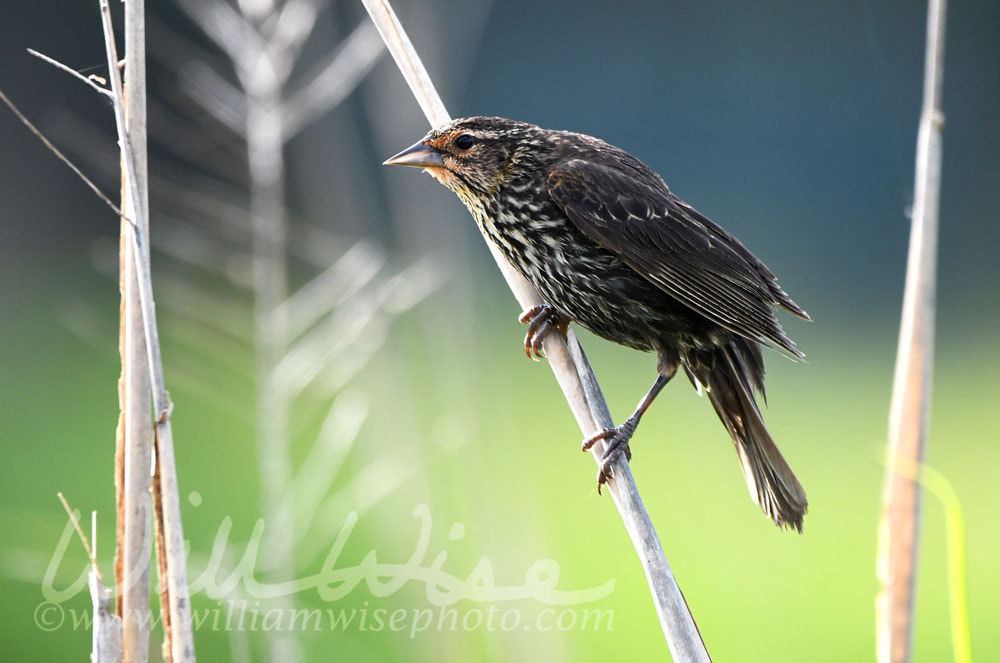 Female Red Winged Blackbird bird perched in the marsh at Donnelley WMA, South Carolina, USA Picture