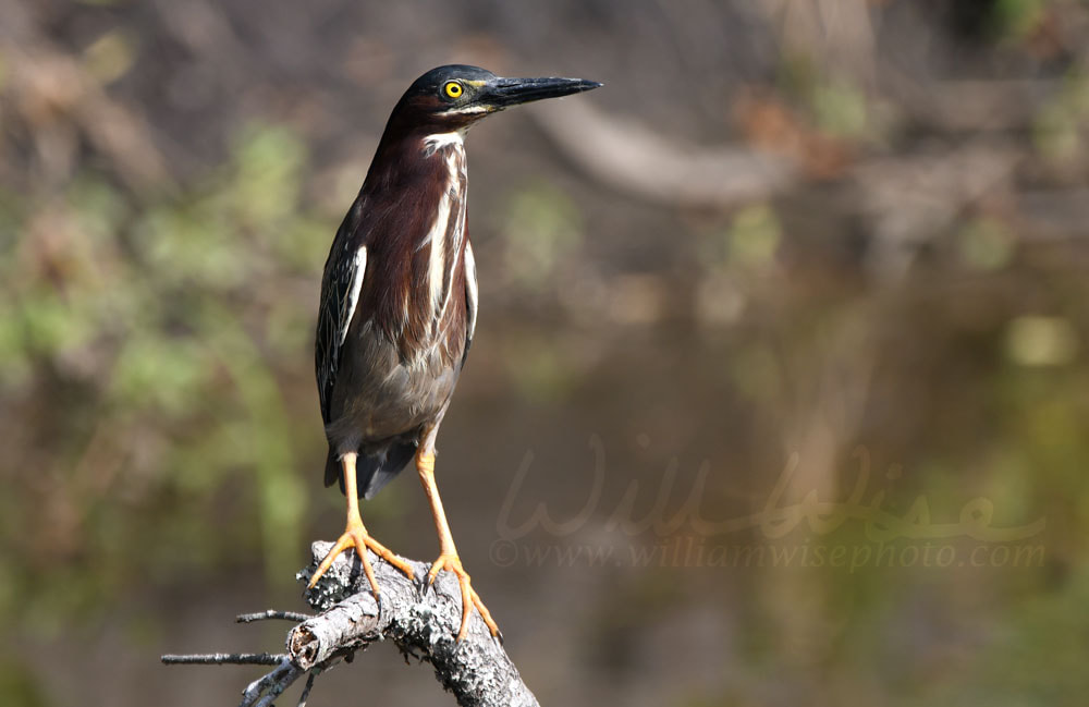 Green Heron bird perched at Donnelley WMA, South Carolina, USA Picture