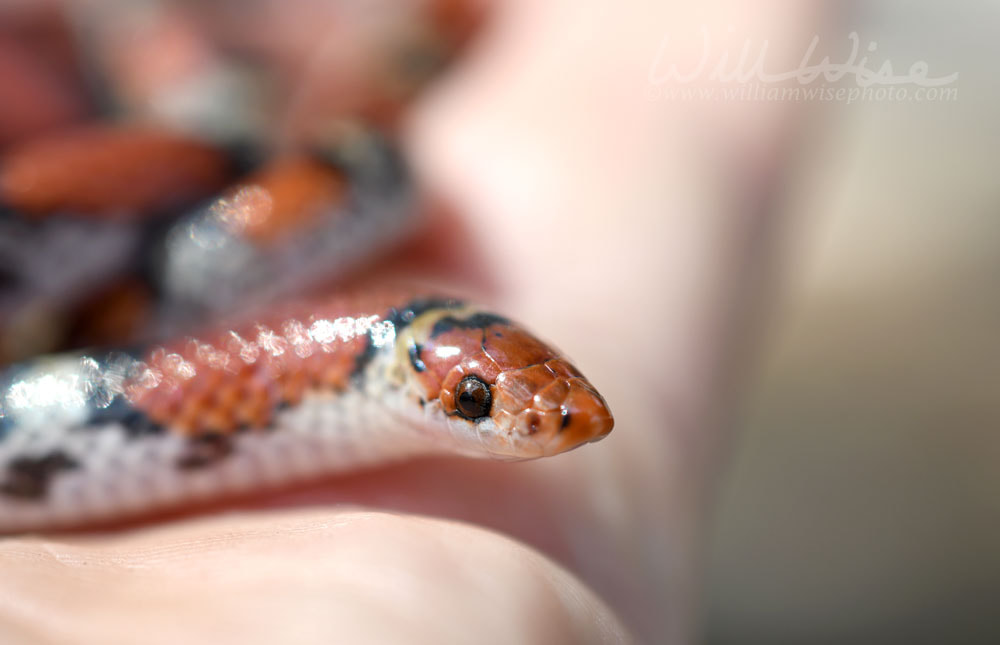 Scarlet Snake, Cemophora coccinea, at Donnelley WMA, South Carolina, USA Picture