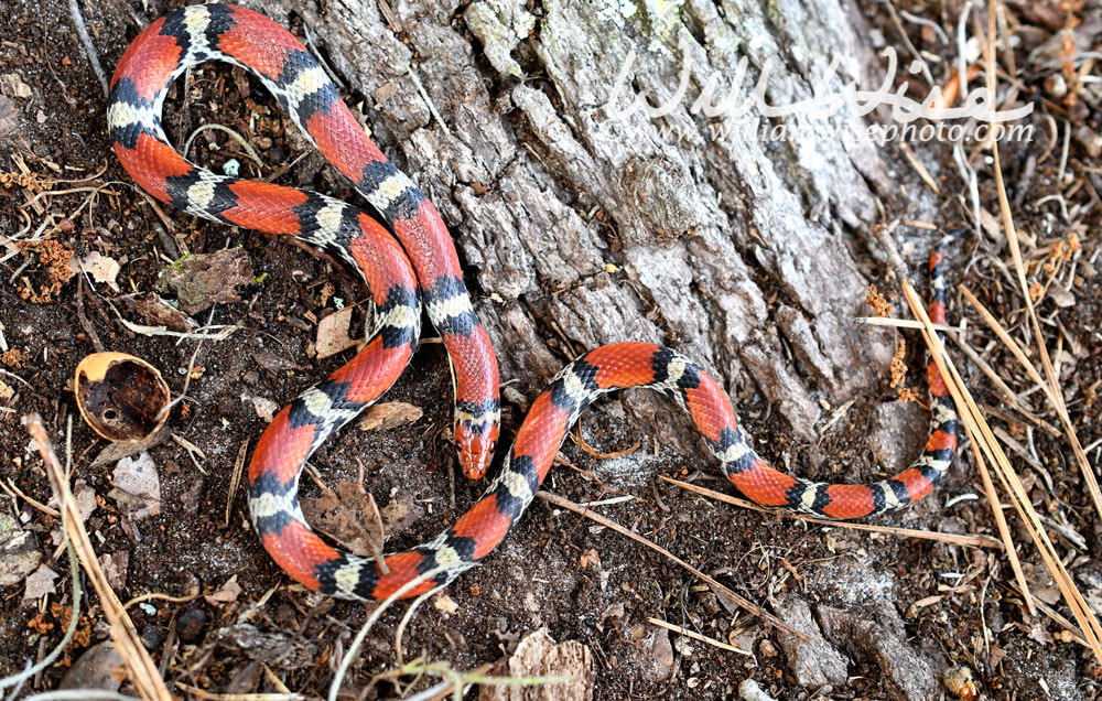 Scarlet Snake, Cemophora coccinea, at Donnelley WMA, South Carolina, USA