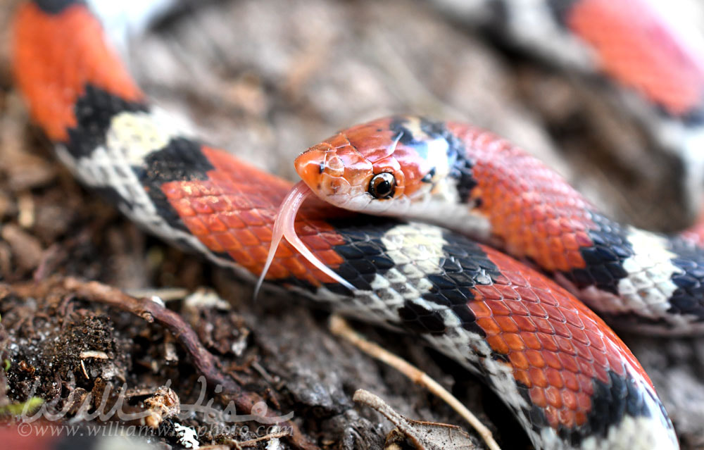 Scarlet Snake, Cemophora coccinea, at Donnelley WMA, South Carolina, USA