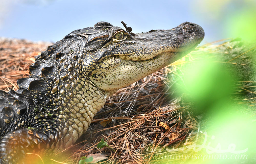 American Alligator basking at Donnelley WMA, South Carolina, USA Picture
