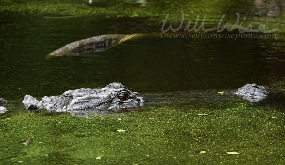 American Alligator swimming at Donnelley WMA, South Carolina, USA Picture