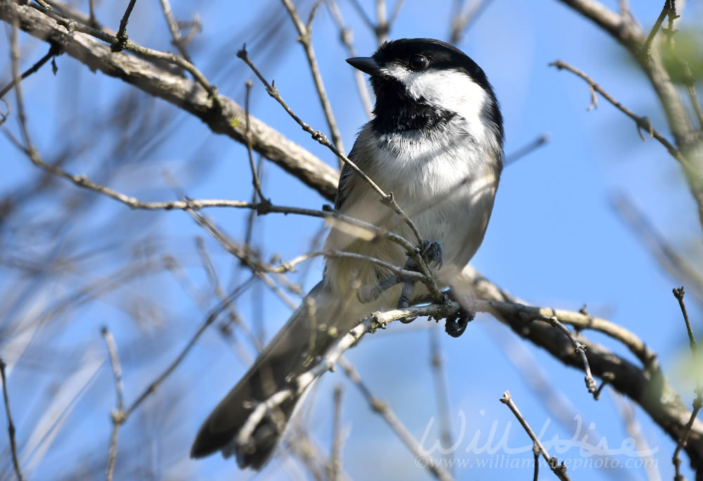 Black Capped Chickadee bird at Exner Nature Preserve in McHenry County, Illinois Picture