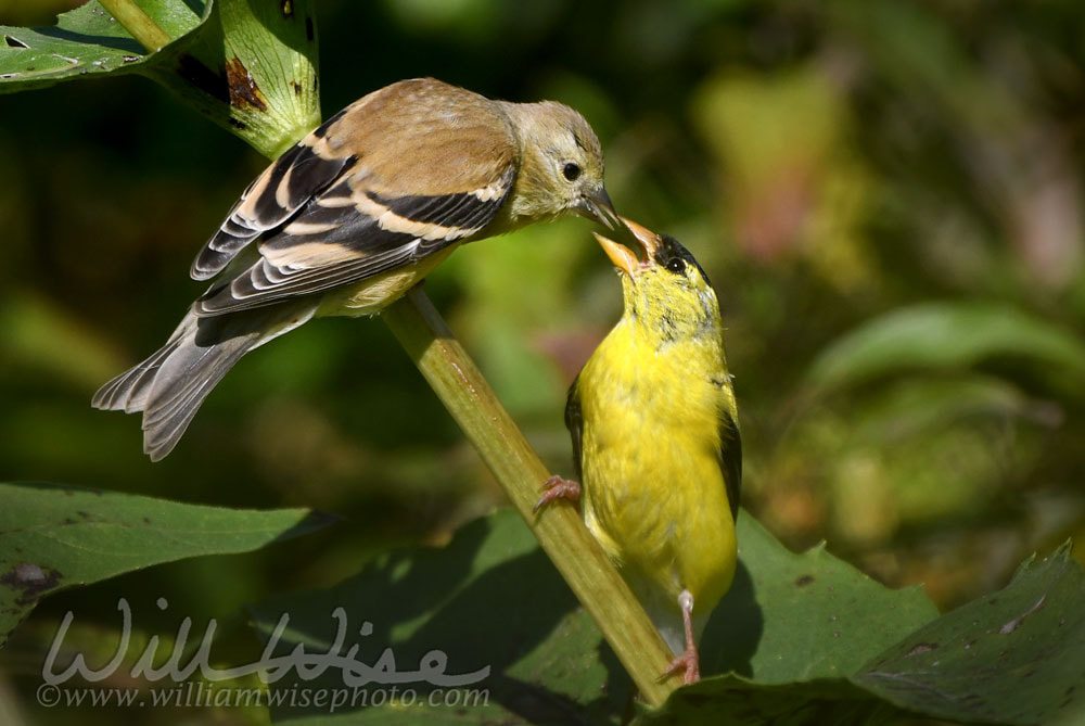 Two American Goldfinch birds feeding at Exner Nature Preserve in McHenry County, Illinois Picture