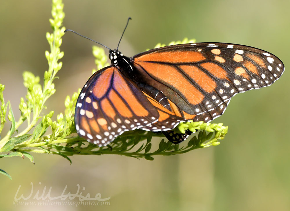 Monarch Butterfly at Exner Nature Preserve in McHenry County, Illinois Picture