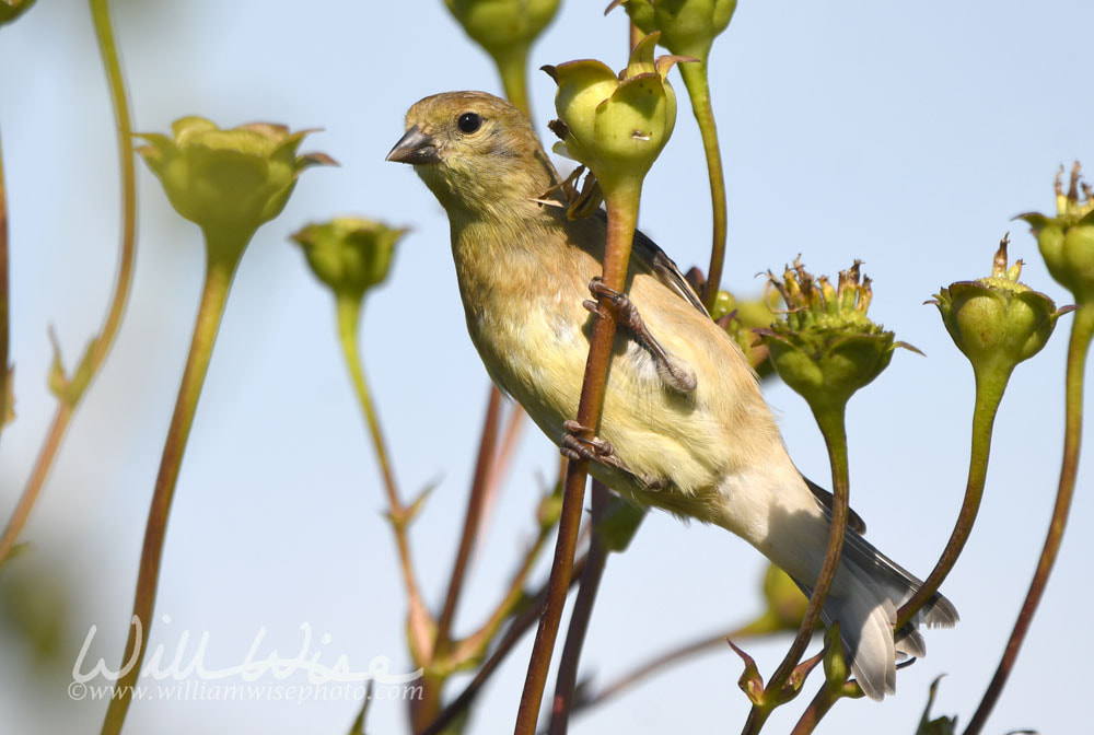 American Goldfinch bird at Exner Nature Preserve in McHenry County, Illinois Picture