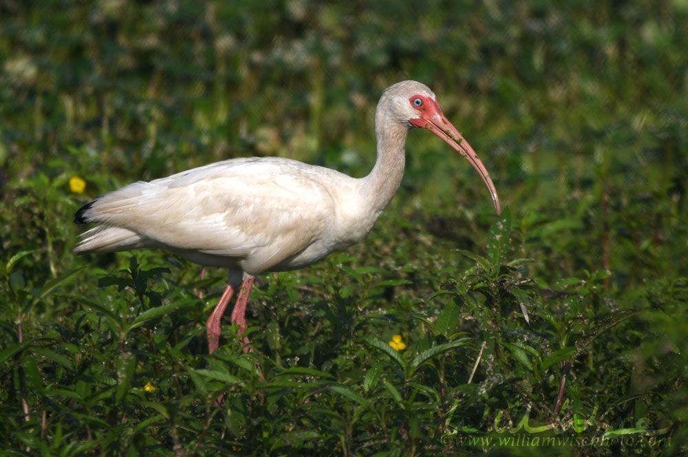 White Ibis foraging in shallow water and vegetation at Phinizy Swamp Nature Center, Augusta, Georgia Picture