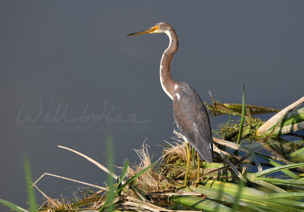 Tricolored Heron; Phinizy Swamp Nature Park, Richmond County, Picture