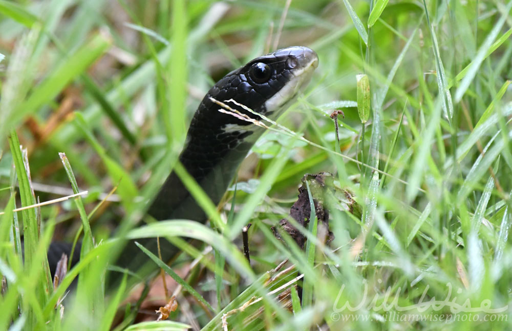 Black Racer Snake in the grass at Phinizy Swamp Nature Center, Augusta, Georgia Picture