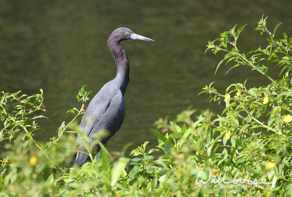 Little Blue Heron wading bird in Phinizy Swamp Nature Center, Augusta, Georgia Picture