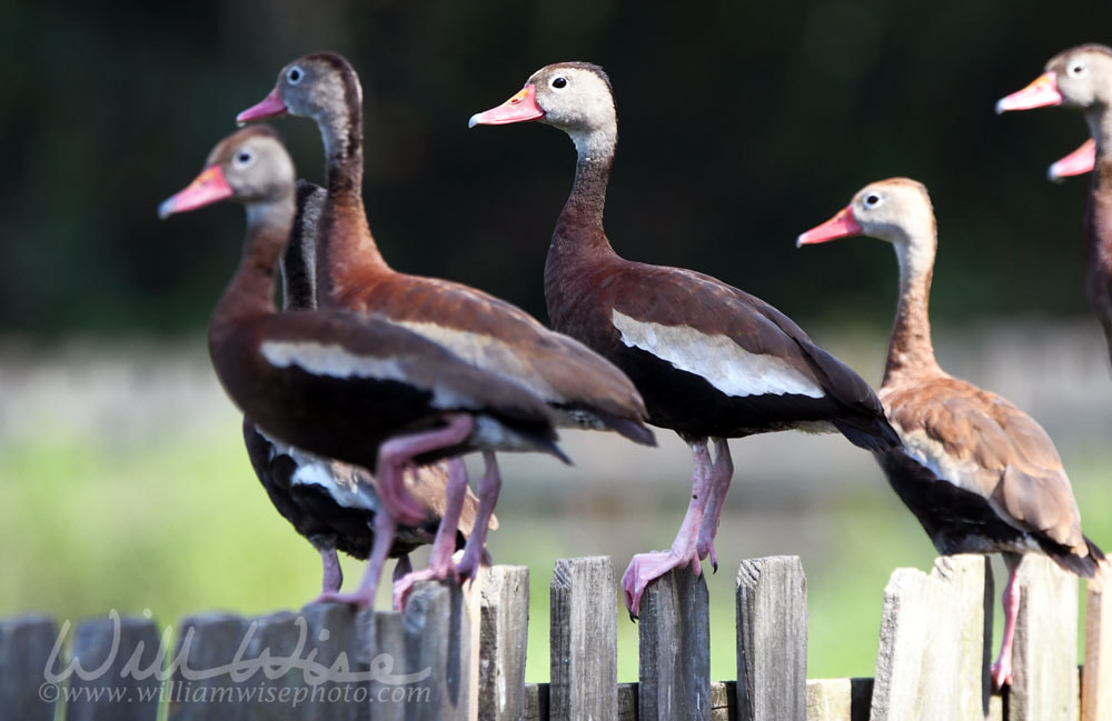 Black bellied Whistling Ducks on a fence at Phinizy Swamp Nature Center, Augusta, Georgia Picture